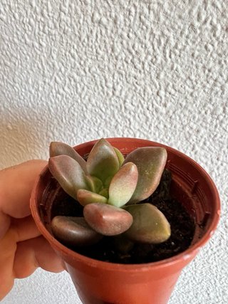 Sedum Bronze Planta Suculenta