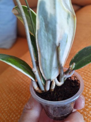 Hoya verticillata albomarginata