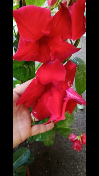 Mandevilla Amabilis Pirámide