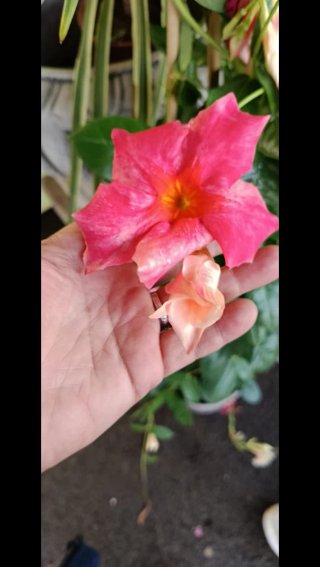 Mandevilla Amabilis Pirámide
