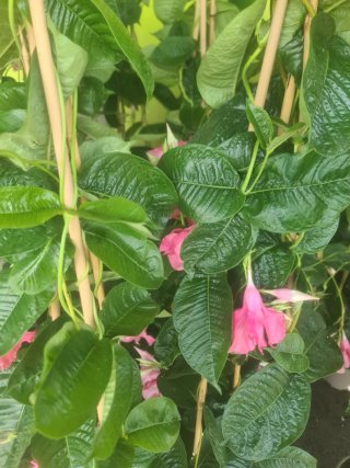 Mandevilla Amabilis Pirámide