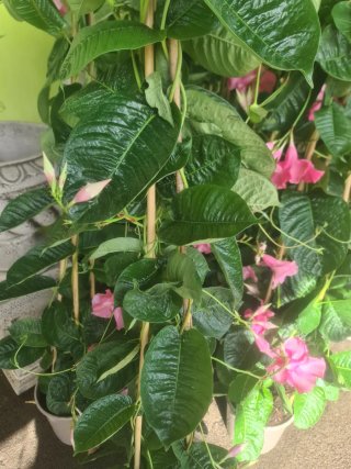 Mandevilla Amabilis Pirámide