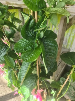Mandevilla Amabilis Pirámide