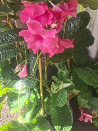 Mandevilla Amabilis Pirámide