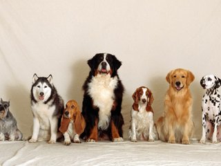 Cuidado de animales