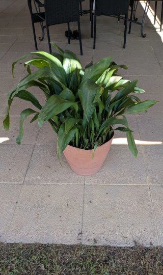 Aspidistra Planta