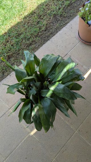 Aspidistra Planta
