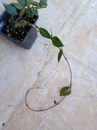 Hoya negra