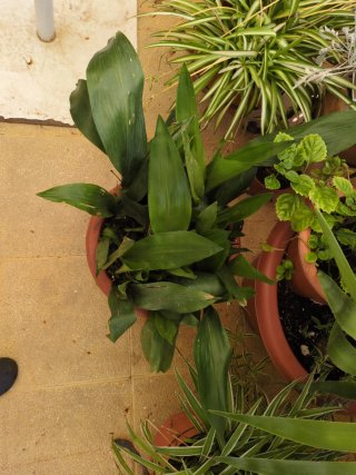 Aspidistra Planta