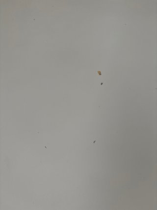 Silla mecedora Eames blanca