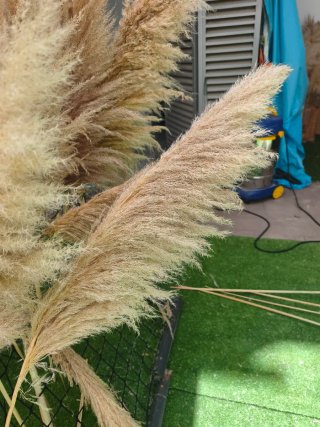 Ramos de Pampas Secas Naturales