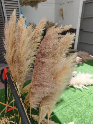 Ramos de Pampas Secas Naturales