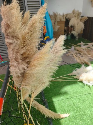 Ramos de Pampas Secas Naturales