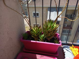 Planta Aloe Vera en Maceta Rosa
