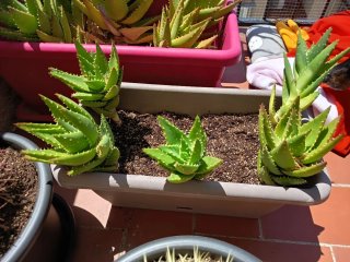Plantas Aloe Vera