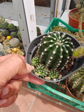 Echinopsis Híbrido