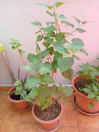 Planta Lilo