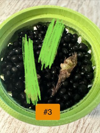 Alocasia Bambino Pink Cormo #3
