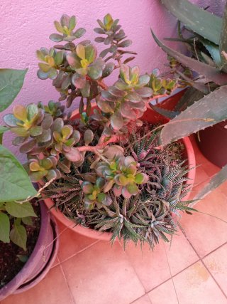 Maceta grande cactus variados