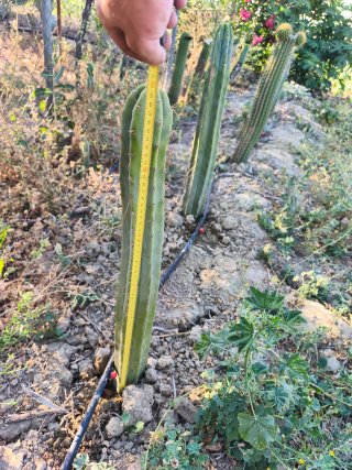 Cactus columnar