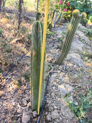 Cactus columnar