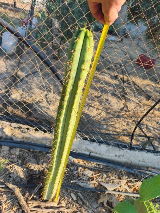 Cactus columnar