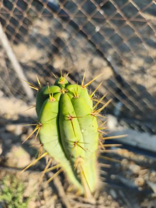 Cactus columnar