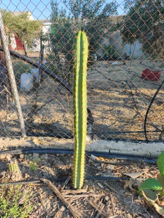 Cactus columnar
