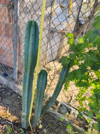 Cactus columnar