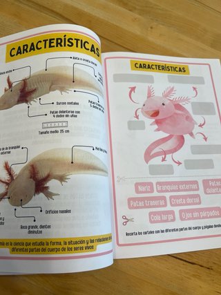 Libro de actividades para niños sobre el ajolote
