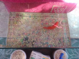 Acuario+ accesorios