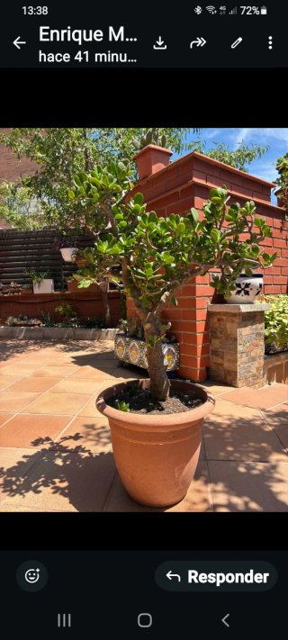 Suculenta arbol de Jade en maceta grande de 110Cm