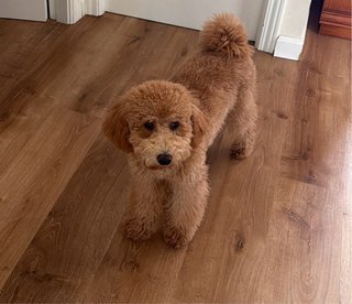 Caniche Toy con documentación