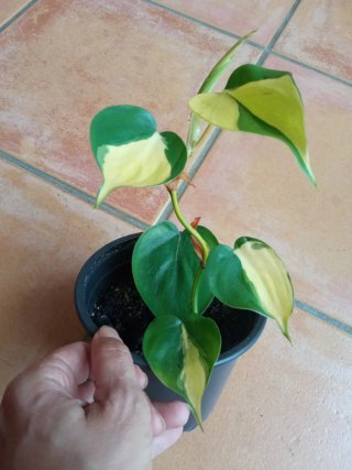 Philodendron Brasil variegado