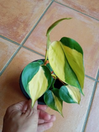 Philodendron Brasil variegado
