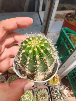 Echinopsis Híbrido Madre