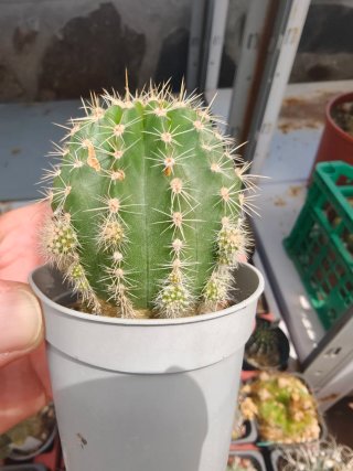 Echinopsis Híbrido Madre