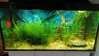 Acuario 120x60x40cm