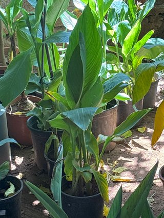 Canna Indica Planta Ornamental