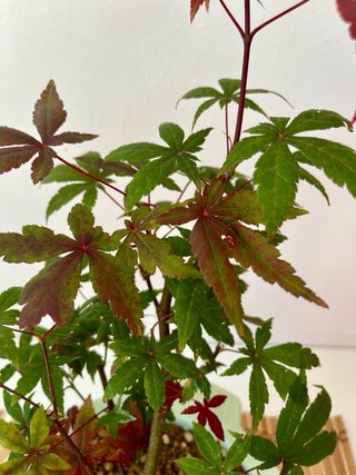 Bonsái pre Acer Palmatum Atropurpureum