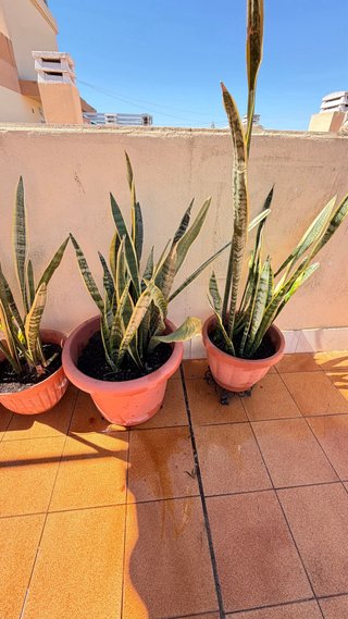 Plantas de Sansevieria