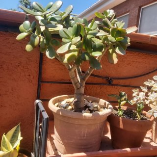 Suculenta Jade en maceta