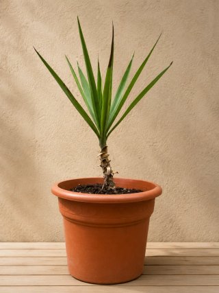Planta Palmera Yuca