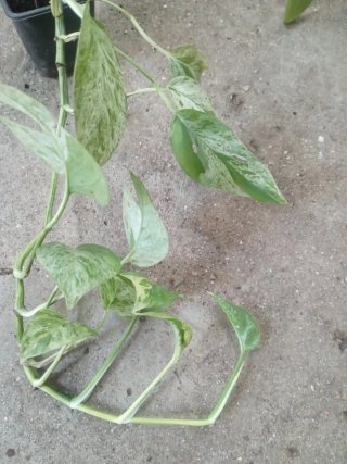Epiperium Marble Variegata