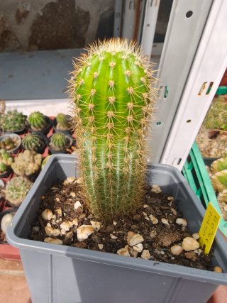 Hildewintera mamacita