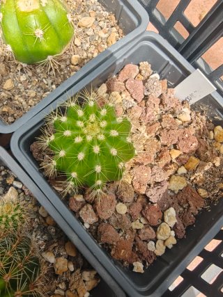 Trichocereus Matis