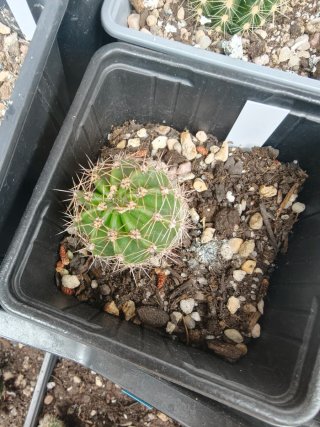 Echinopsis Pep