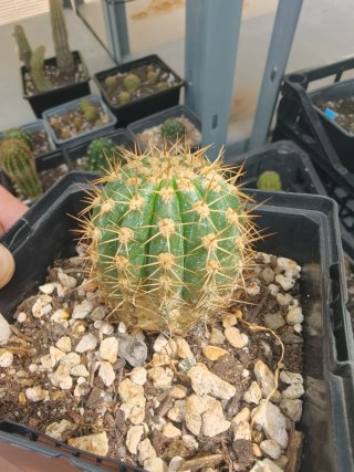 Trichocereus Urk
