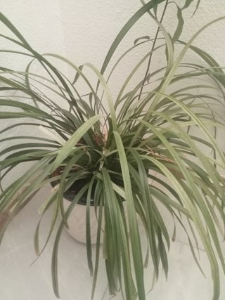 Planta de interior verde