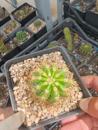 Trichocereus Híbrido